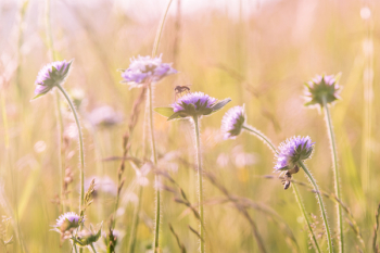 Purple Flower Field Purple Flower Field