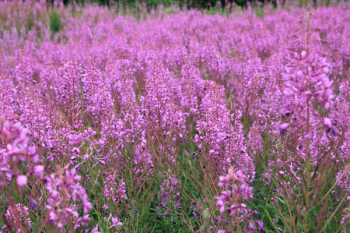 purple flower field purple flower field