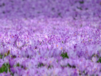 Purple Flower Field Purple Flower Field