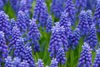 Purple Flower on Green Field