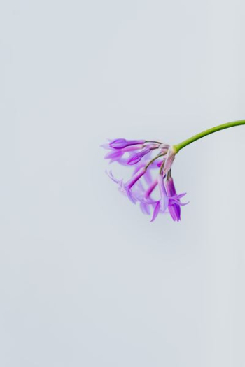 purple flower on white background purple flower on white background