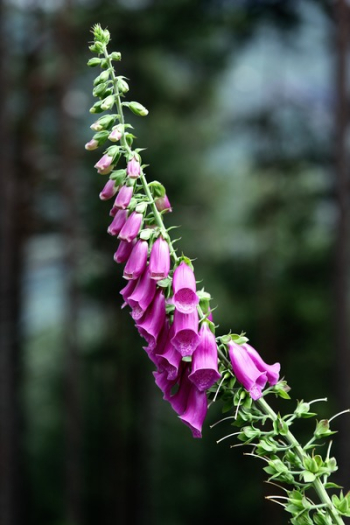 Purple Flower Plant Purple Flower Plant