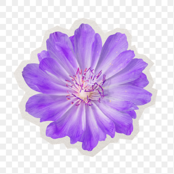 Purple flower png sticker, paper | Free PNG - rawpixel