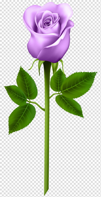 Purple flower , Purple Rose , Purple Rose transparent background PNG clipart