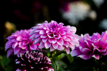 Purple Flower Wallpaper Purple Flower Wallpaper