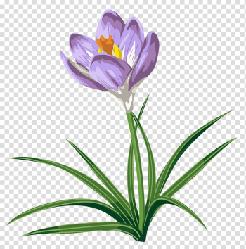 Purple flowering green leafed plant illustration, Crocus speciosus Autumn Crocus , Crocus transparent background PNG clipart