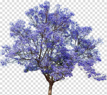 Purple flowering tree illustration, Jacaranda mimosifolia Empress tree Seed Bonsai, flower tree transparent background PNG clipart