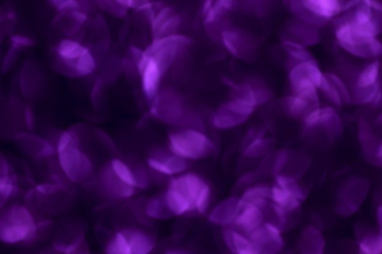 purple flowers purple flowers