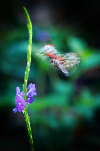 Purple Flowers and Mid Air Butterfly Purple Flowers and Mid Air Butterfly