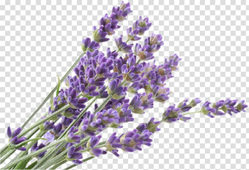 Purple flowers illustration, English lavender Flower French lavender Lavandula dentata Lavandula pedunculata, flower transparent background PNG clipart