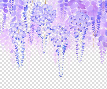 Purple flowers illustration, Wisteria sinensis Wisteria floribunda Google s, Wisteria flowers material transparent background PNG clipart