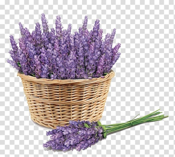 Purple flowers in basket illustration, Sunscreen Lavender Face Skin Price, Purple lavender transparent background PNG clipart