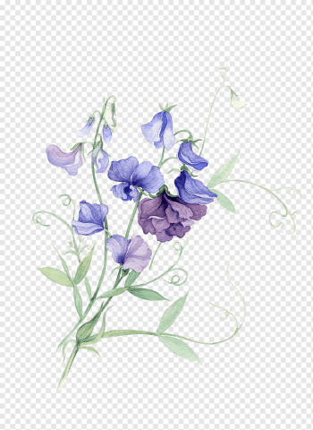 purple flowers, Paper Watercolor painting Sweet pea Flower, Watercolor flower, purple, blue, watercolor Leaves png