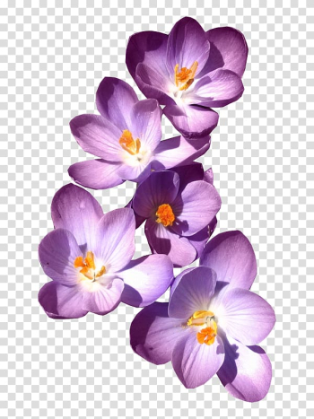 Purple flowers, , Purple lilac transparent background PNG clipart