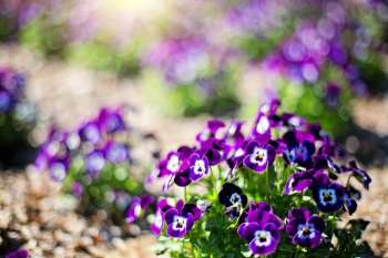 Purple Flowers With Green Leaves