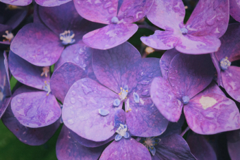Purple Hydrangeas Purple Hydrangeas