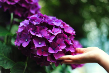 purple hydrangeas flowers purple hydrangeas flowers