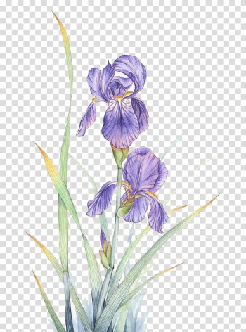 Purple irises painting, Watercolor painting Violet Flower, Watercolor flowers transparent background PNG clipart