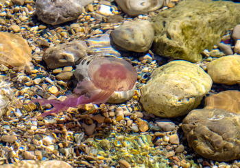 Purple Jelly Fish on Body of Water Purple Jelly Fish on Body of Water