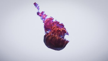 purple jellyfish purple jellyfish