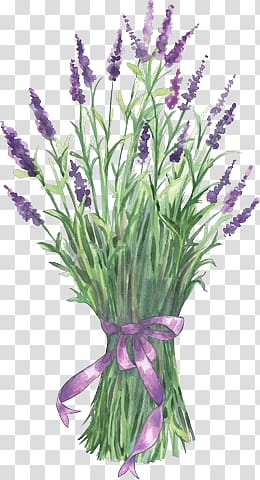 Purple lavender flower , Lavender Flower , flower transparent background PNG clipart