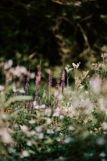 purple lavender flowers purple lavender flowers