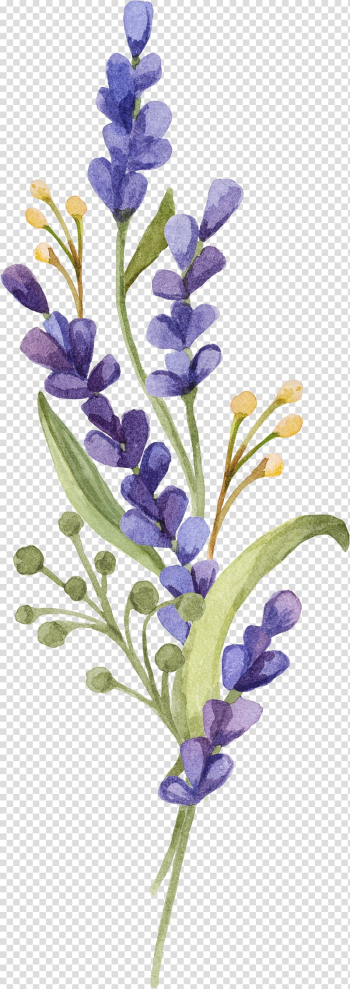 Purple lavender flowers , English lavender Provence Lavandula dentata French lavender Flower, lavender transparent background PNG clipart