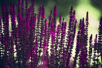 Purple Lavender Flowers Selective-focus Photography Purple Lavender Flowers Selective-focus Photography