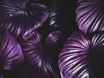 Purple Leaves Purple Leaves