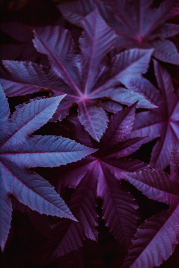 Purple Leaves Purple Leaves