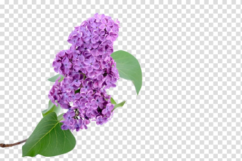 Purple lilac flower , Euclidean Hyacinth, Lilac transparent background PNG clipart