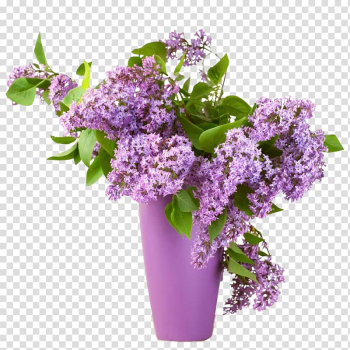 Purple lilac flower inside vase, Common lilac Summer lilac Flower Shrub, Lilac transparent background PNG clipart