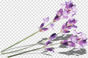 Purple Lilac Flower, Purple lilac transparent background PNG clipart