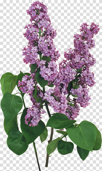 Purple lilac flowers illustration, Lilac Computer file, Lilac transparent background PNG clipart