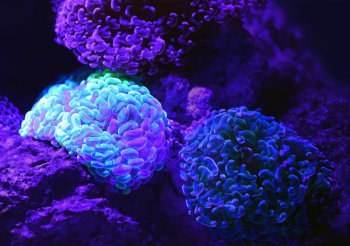 purple microscopic organisms purple microscopic organisms