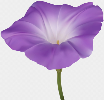 Purple Morning Glory Flower PNG Clip Art Image | Gallery ...