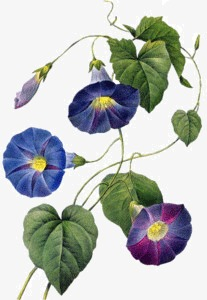 Purple Morning Glory Morning Glory, Morning Clipart, Purple ...