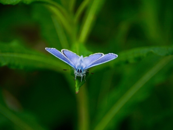 Purple Moth on Green Leaf