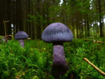 Purple Mushrooms on Green Field