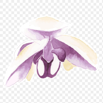 Purple orchid flower transparent png watercolor sticker Purple orchid flower transparent png watercolor sticker