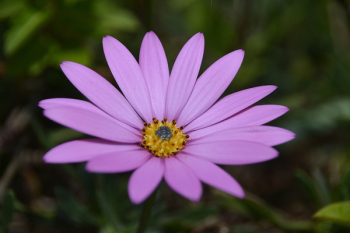 Purple Petal Flower Purple Petal Flower