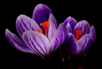 Purple Petal Flowers in Black Background Purple Petal Flowers in Black Background