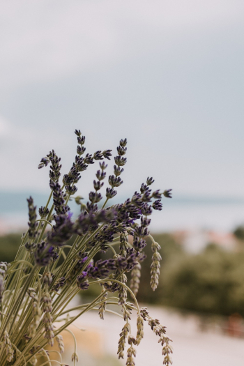 Purple Petaled Flower Purple Petaled Flower
