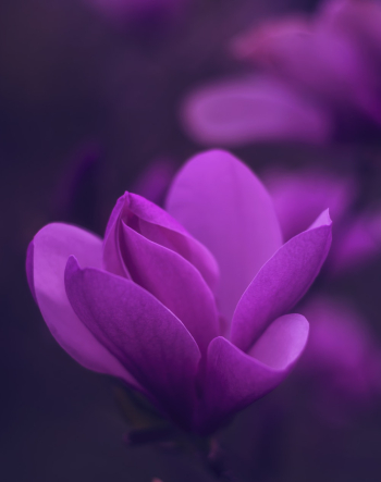 Purple Petaled Flower Purple Petaled Flower