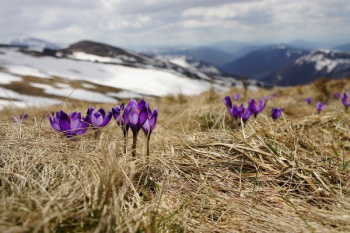 purple petaled flower purple petaled flower
