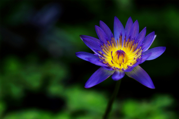 Purple Petaled Flower Purple Petaled Flower