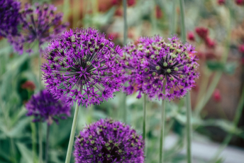 Purple Petaled Flower Purple Petaled Flower