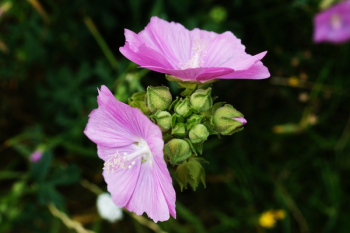 Purple Petaled Flower Purple Petaled Flower
