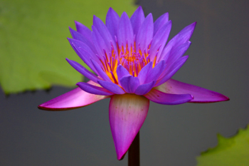 Purple Petaled Flower Purple Petaled Flower