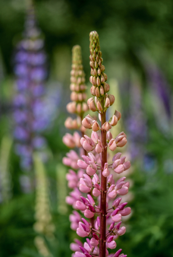 Purple Petaled Flower Purple Petaled Flower